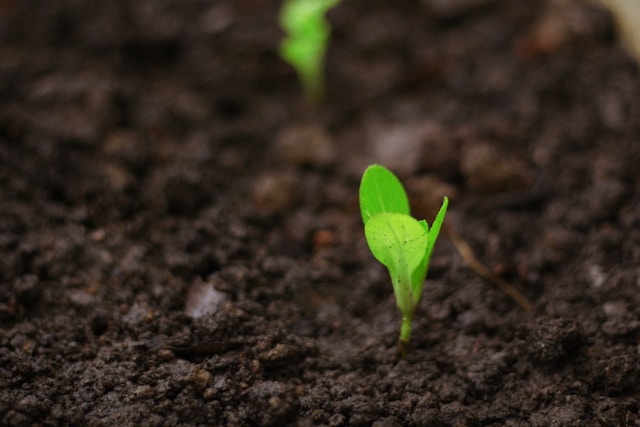 Compound Interest: The Eighth Wonder